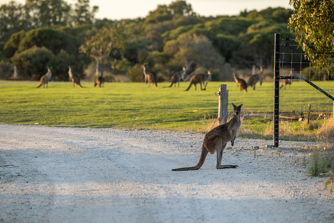 Kristy and David | Old Broadwater Farm Wedding Busselton